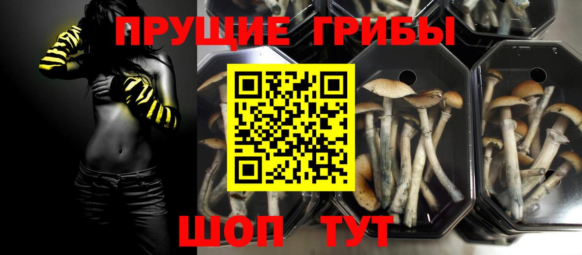 Галлюциногенные грибы Psilocybe Дедовск